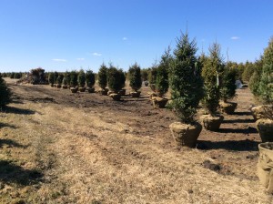 Wide angle of a pine tree nursery